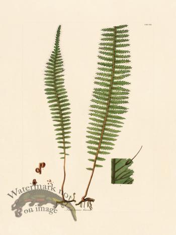 Hooker Fern 21